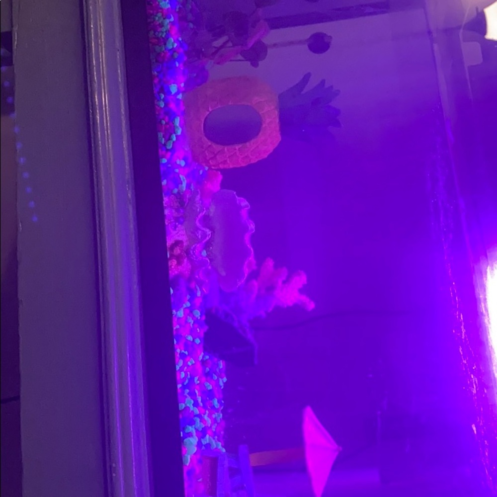BRAND NEWWW !  Complete fish tank set.